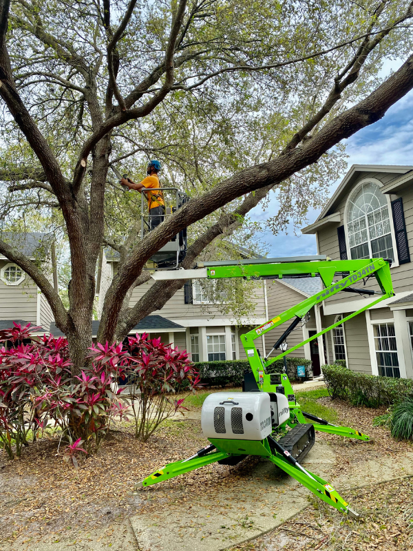 about-all-southern; About Us page; All Southern Outdoor performing tree trimming services