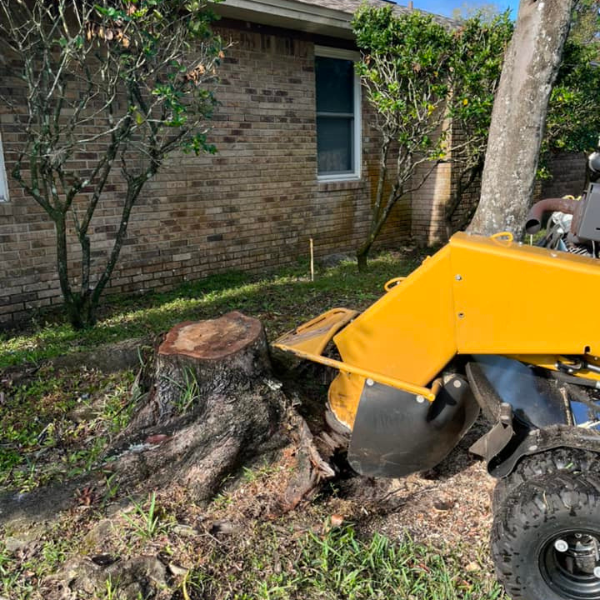 stump-grinding2; stump grinder being used for stump grinding services