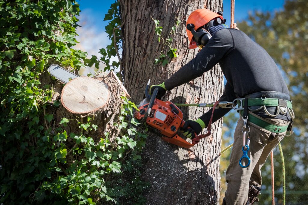 tree-removal-company; tree trimming & tree pruning with chainsaw