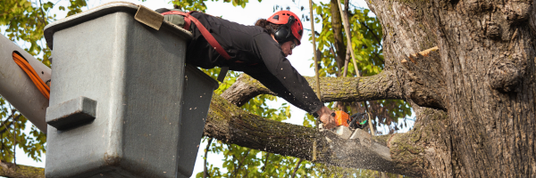 All Southern Outdoor tree trimmers