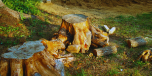 tree stumps in yard - What to Do After Your Tree Service in Casselberry, FL - tree service near me in Casselberry, Florida