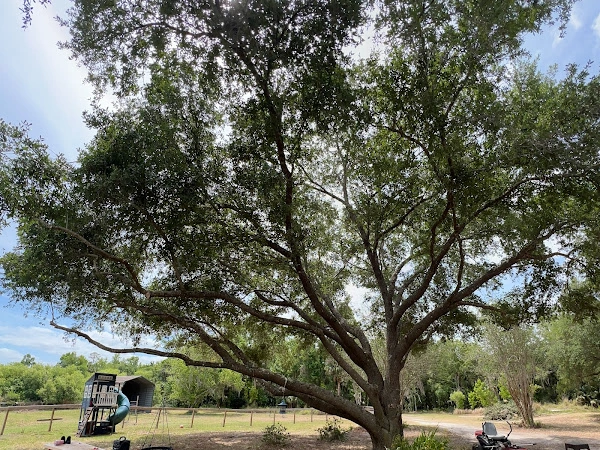 how to tell if a tree is dying