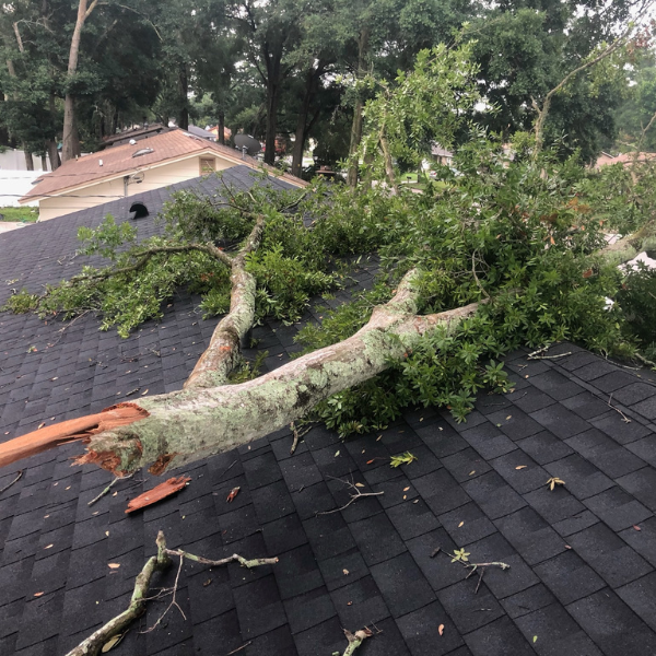 hurricane-proof your orlando trees