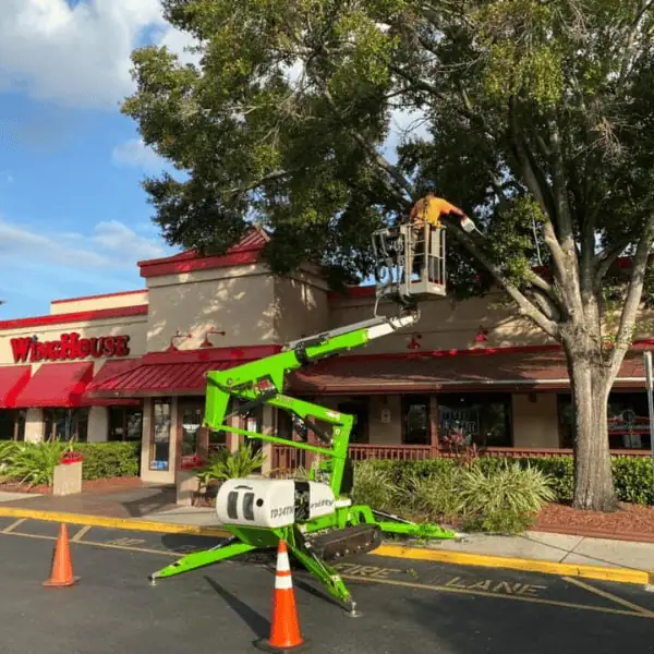All Southern Outdoor team performing tree removal service safely