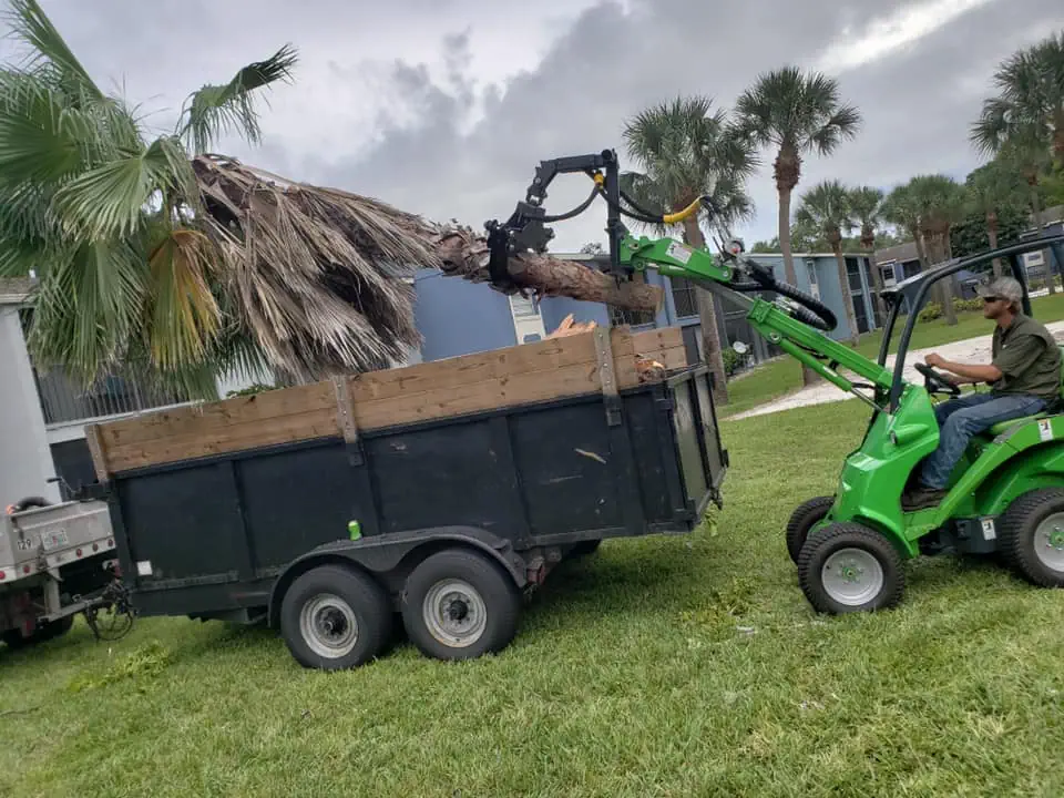 Do You Need a Permit to Remove a Tree in Orlando