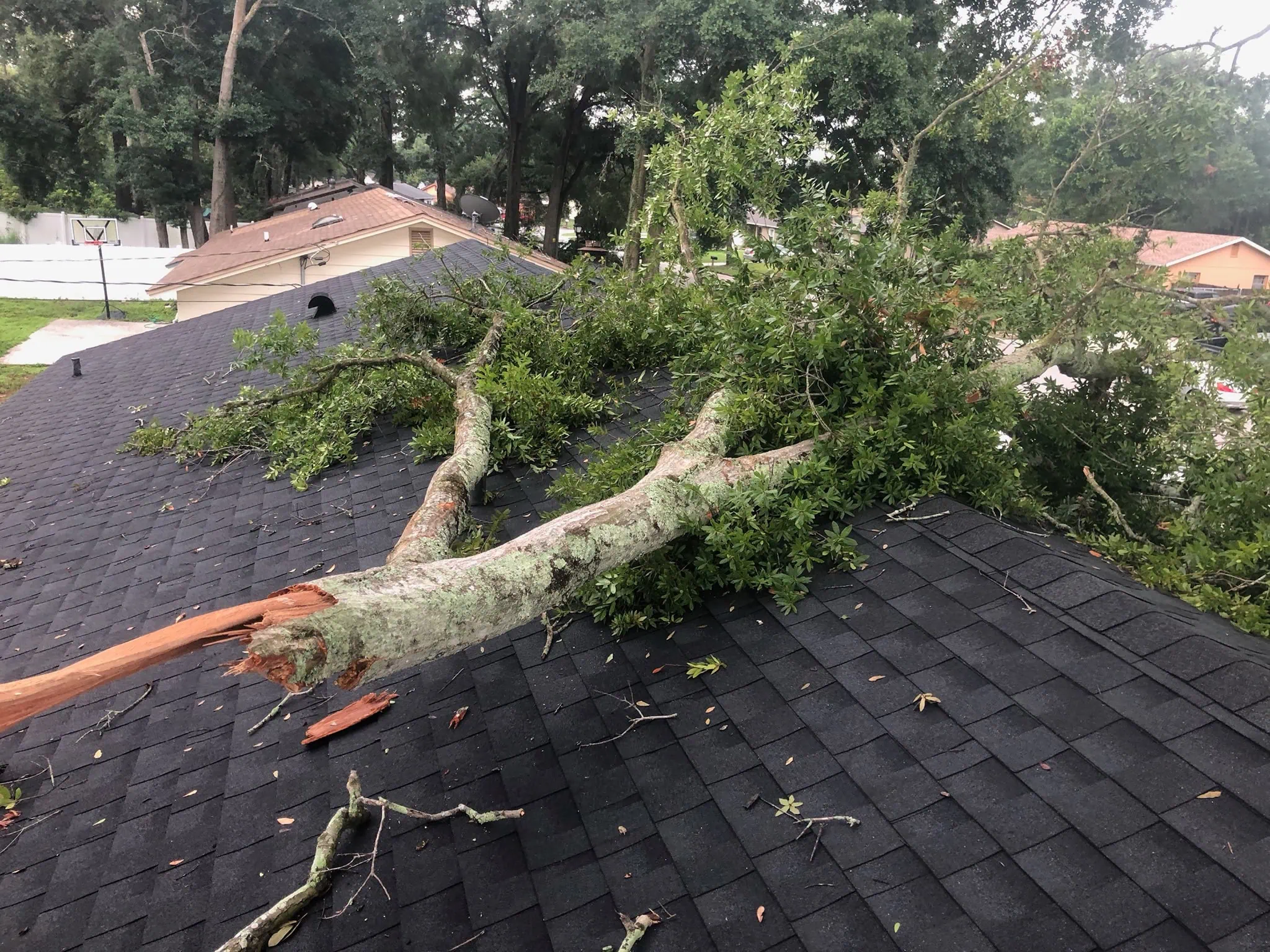 Why Florida Storm Season Is Tough on Trees | All Southern Outdoor