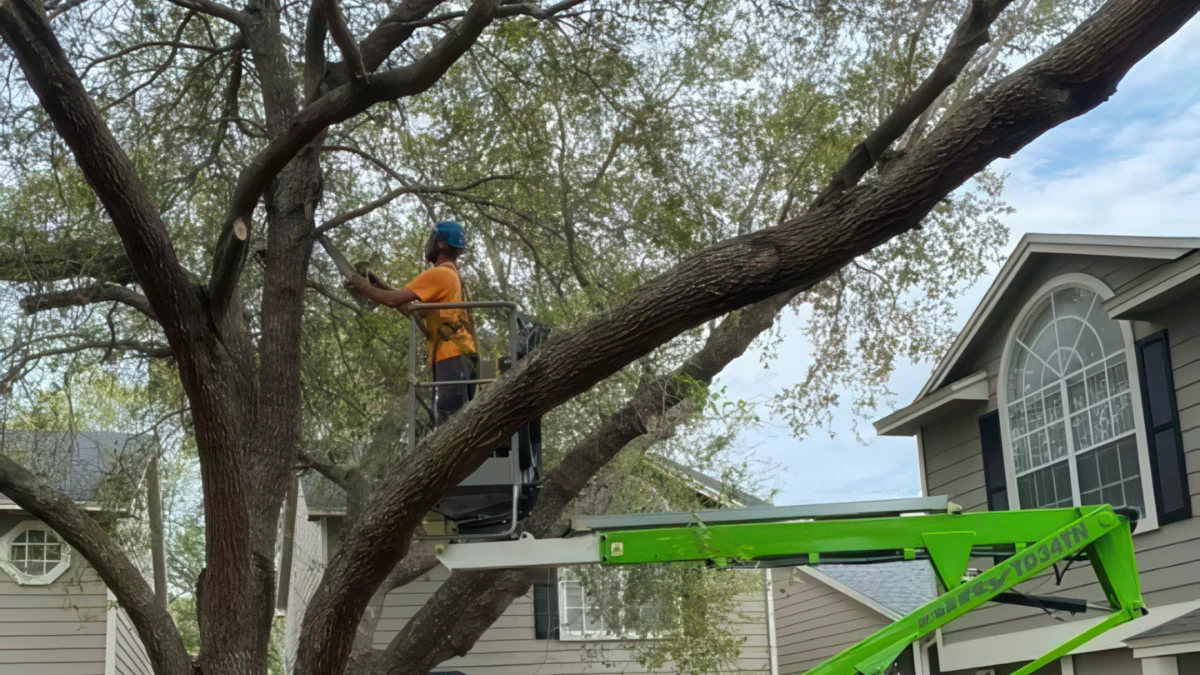 All Southern Outdoor crew trimming trees in Seminole County Florida before hurricane season