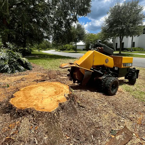 Stump grinding service in Seminole County FL with full cleanup