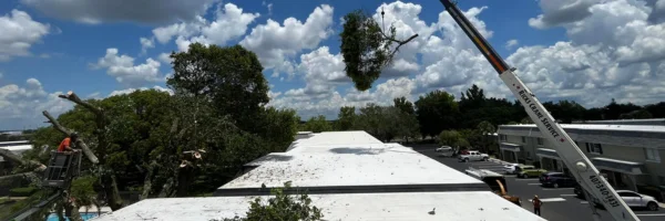 commercial-services2; commercial tree removal; commercial tree services for local business