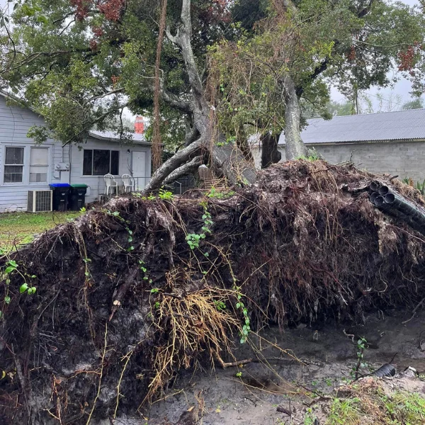residential-before; emergency tree removal