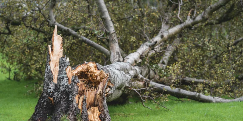 What Should I Do If My Trees Were Damaged in a Storm?; emergency tree removal, emergency tree services, tree storm damage