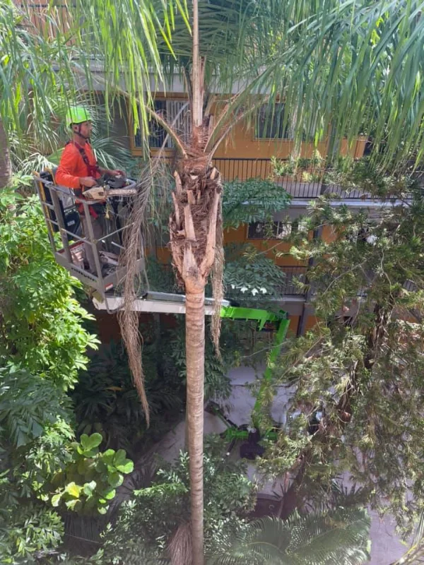 Expert tree trimming and pruning services in Casselberry Florida by All Southern Outdoor