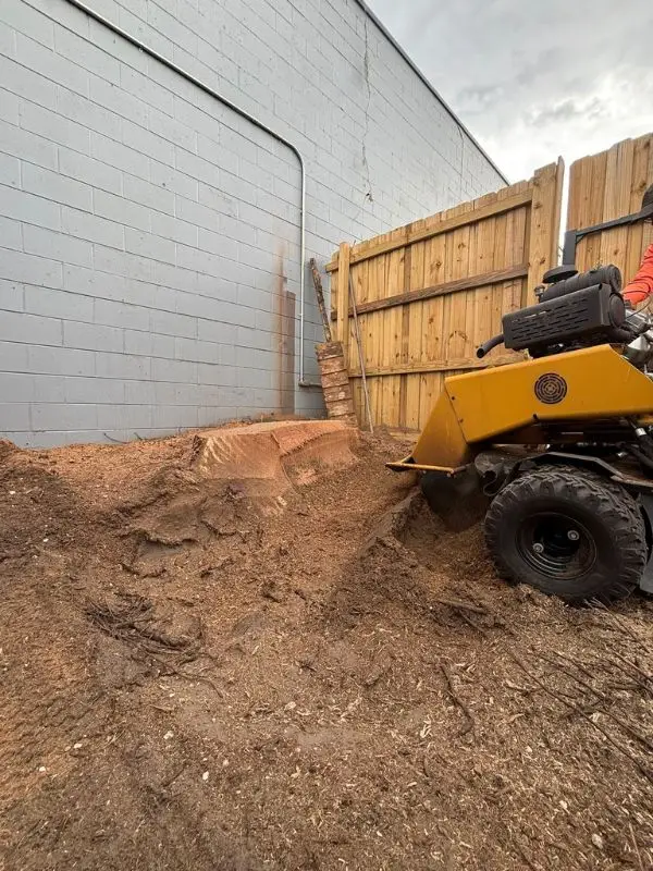 Complete tree removal and stump grinding service in Seminole County Florida by All Southern Outdoor